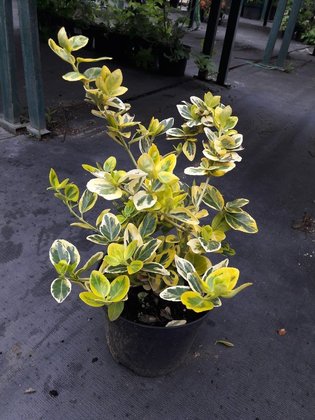 Бересклет Форчуна (Euonymus fortunei)