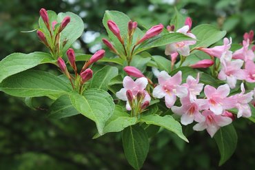 Вейгела Пикобелла Роза (Weigela 'Picobella Rosa')