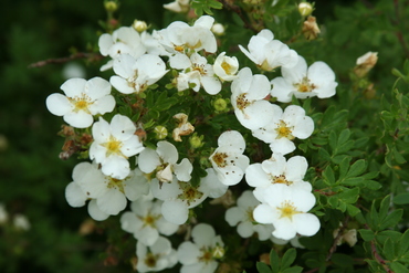 Лапчатка белая (Potentilla alba)