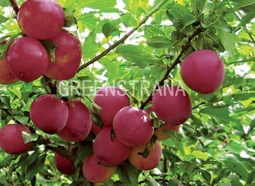 Слива домашняя Скороплодная (Prunus domestica 'Skoroplodnaya')