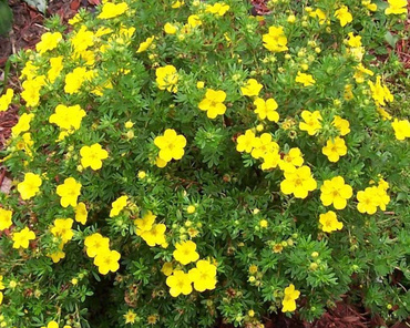 Лапчатка желтая (Potentilla lutea)