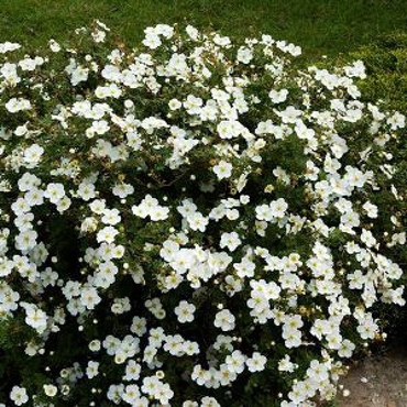 Лапчатка кустарниковая Абботсвуд (Dasiphora fruticosa 'Abbotswood')