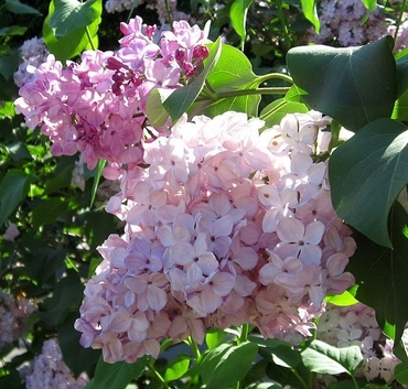 Сирень обыкновенная Гортензия (Syringa vulgaris 'Hortensia')