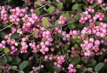 Снежноягодник гибридный (Symphoricarpos x doorenbosii)