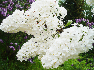 Сирень обыкновенная Агидель (Syringa vulgaris 'Agidel')
