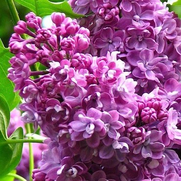 Сирень обыкновенная Колхозница (Syringa vulgaris 'Kolkhoznitsa')