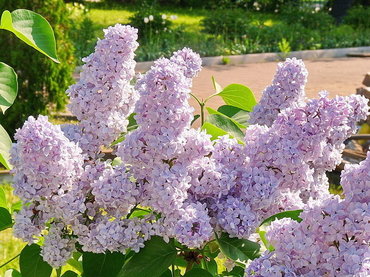 Сирень обыкновенная Ладога (Syringa vulgaris 'Ladoga')