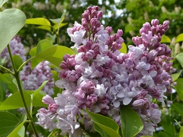 Сирень обыкновенная Московский Университет (Syringa vulgaris 'Moskovskiy Universitet')