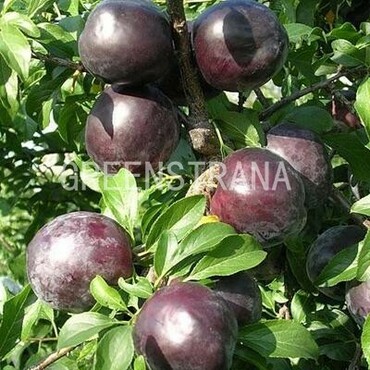 Слива домашняя Этюд (Prunus domestica 'Etyud')