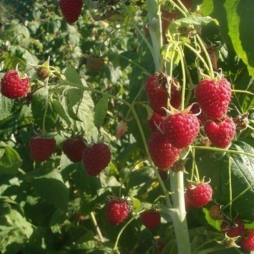 Малина ремонтантная Поляна (Rubus idaeus 'Polana')