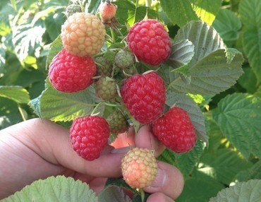 Малина ремонтантная Шугана (Rubus idaeus 'Sugana')