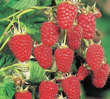 Малина ремонтантная Карамелька (Rubus idaeus 'Karamelka')