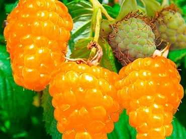 Малина ремонтантная Золотые купола (Rubus idaeus 'Zolotye Kupola')