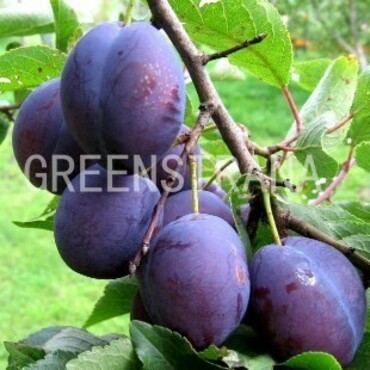 Слива домашняя Ника (Prunus domestica 'Nika')