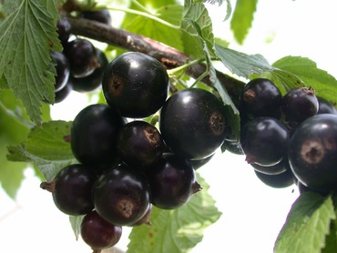 Смородина черная Ажурная (Ribes nigrum 'Azhurnaya')