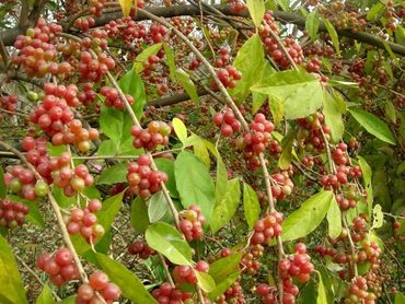 Лох зонтичный (Elaeagnus umbellata)