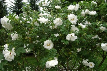 Роза ругоза Альба (Rosa rugosa 'Alba')