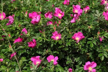 Роза ругоза Рубра (Rosa rugosa 'Rubra')
