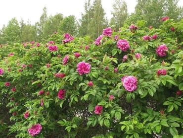 Роза ругоза (Rosa rugosa)