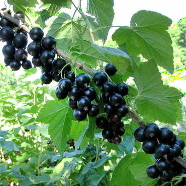 Смородина черная Лентяй (Ribes nigrum 'Lentyay')