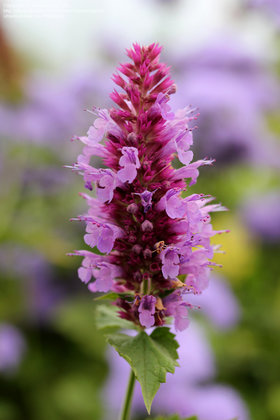 Агастахе Глоубтроттер (Agastache 'Globetrotter')