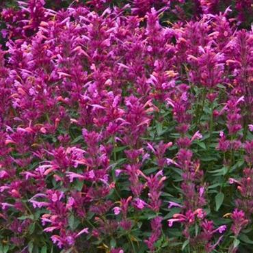 Агастахе Рози Пози (Agastache 'Rosie Posie')