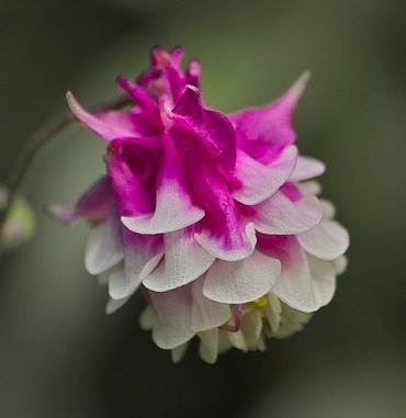 Аквилегия Грандмазерс Гарден (Aquilegia 'Grandmothers Garden')