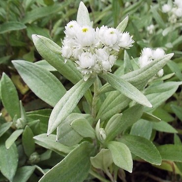 Анафалис трехжилковый Сильвер Вейв (Anaphalis triplinervis 'Silver Wave')