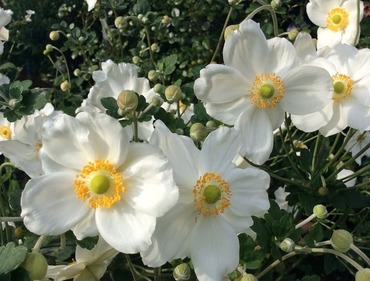 Анемона японская Онорин Жобер (Anemone hupehensis 'Honorine Jobert')