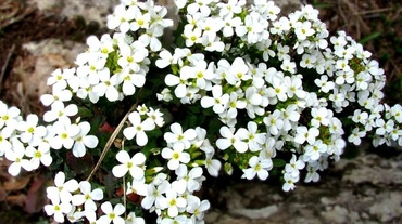 Арабис кавказский (Arabis caucasica) (белый)