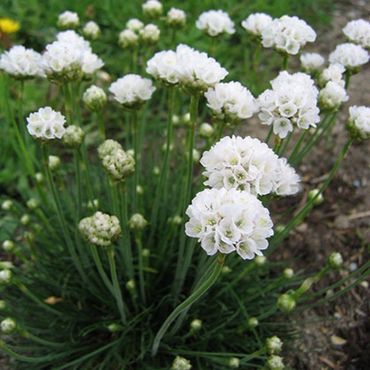 Армерия приморская (Armeria maritima) (белая)