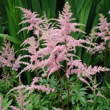 Астильба Арендса Брессингем Бьюти (Astilbe arendsii 'Bressingham Beauty')