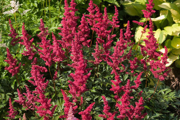 Астильба китайская Майти Чоколейт Черри (Astilbe chinensis 'Mighty Chocolate Cherry')