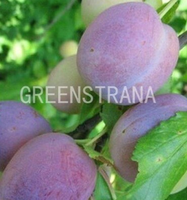 Слива домашняя Волжская красавица (Prunus domestica 'Volzhskaya Krasavitsa')