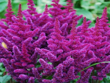Астильба китайская Пурпуркерце (Astilbe chinensis 'Purperkerze')