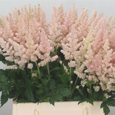 Астильба китайская Вижн Инферно (Astilbe chinensis 'Vision Inferno')