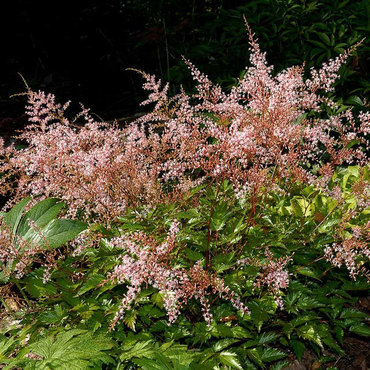 Астильба простолистная Иншриак Пинк (Astilbe simplicifolia 'Inshriach Pink')