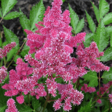 Астильба японская Майнц (Astilbe japonica 'Mainz')