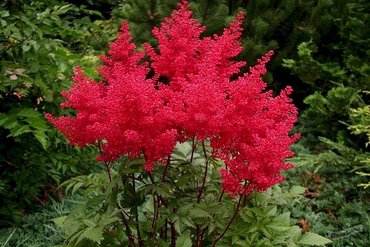 Астильба японская Монтгомери (Astilbe japonica 'Montgomery')
