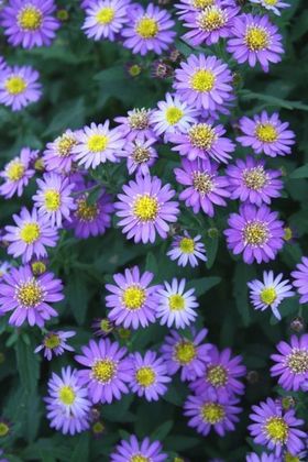 Астра агератовидная Эзо Мурасаки (Aster ageratoides 'Ezo Murasaki')
