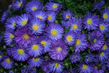 Астра альпийская Блю (Aster alpinus 'Blue')