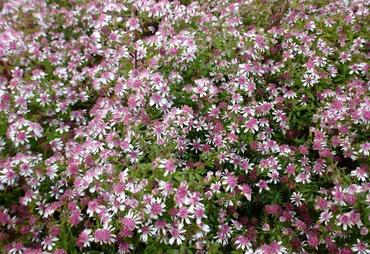 Астра бокоцветковая Горизонталис (Aster lateriflorus 'Horizontalis')