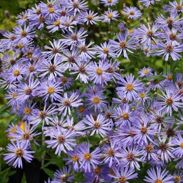 Астра крупнолистная Твайлайт (Aster macrophyllus 'Twilight')