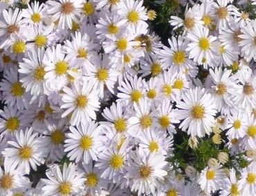 Астра кустарниковая Аполло (Aster dumosus 'Apollo')