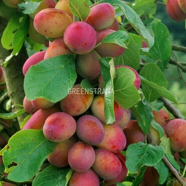 Слива домашняя Виктория (Prunus domestica 'Victoria')