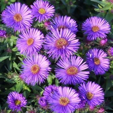 Астра кустарниковая Пёрпл Бьюти (Aster dumosus 'Purple Beauty')