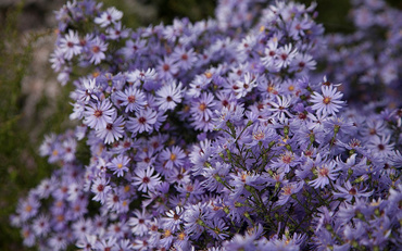Астра сердцелистная Литтл Карлоу (Aster cordifolius 'Little Carlow')