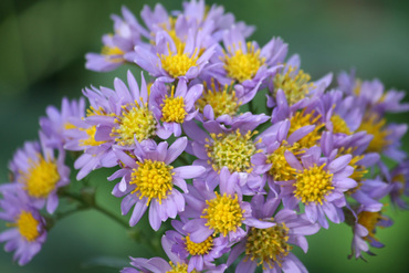 Астра татарская (Aster tataricus)