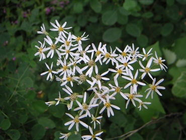 Астра шершавая (Aster scaber)