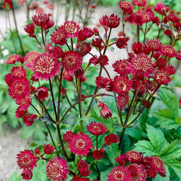 Астранция крупная Руби Клауд (Astrantia major 'Ruby Cloud')